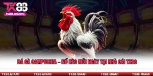 Đá Gà Campuchia – Nổ Kèo Mỗi Ngày Tại Nhà Cái TX88